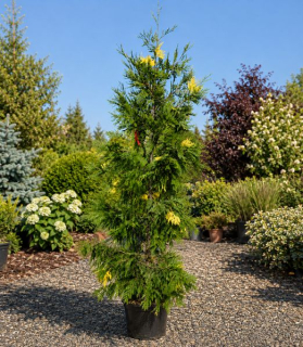 Libocedrus decurrens 'Aureovariegata' 25lit.